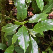 7. Feuilles Psathura borbonica - Petit Bois cassant - Rubiaceae- B.jpeg